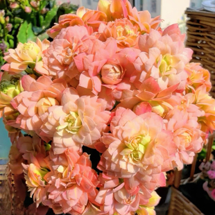 葵花宝典长寿花盆栽 星矢三文鱼粉长寿花 A110规格
