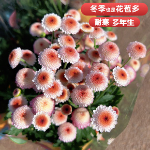 珠玉之卵雏菊盆栽 多头菊盆栽 多年生花园植物 带花发 春秋季开花