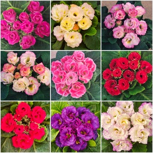 有香味的花 玫瑰报春 耐低温耐寒窗台阳台好养 多年生花卉 带花发