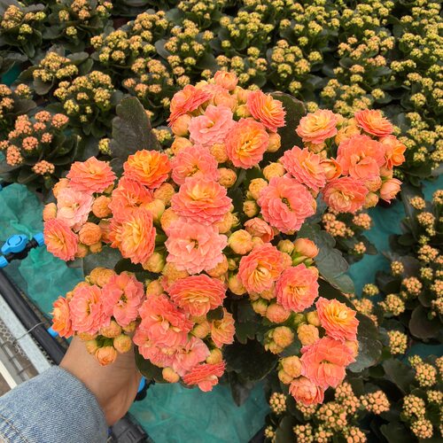 庄周梦蝶长寿花盆栽带花苞对版