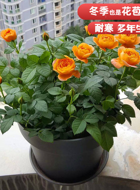 耐寒植物果汁阳台月季中大花欧月南北方适合多年生大苗灌木花苞多