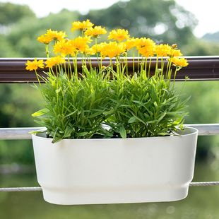 花盆绿萝吊兰小菊长寿花家用加厚绿植盆栽悬挂新款 阳台悬挂式 加厚