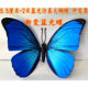 春季 饰店铺造型摆件婚庆道具橱窗陈列墙贴 美陈仿真蝴蝶蓝色主题装
