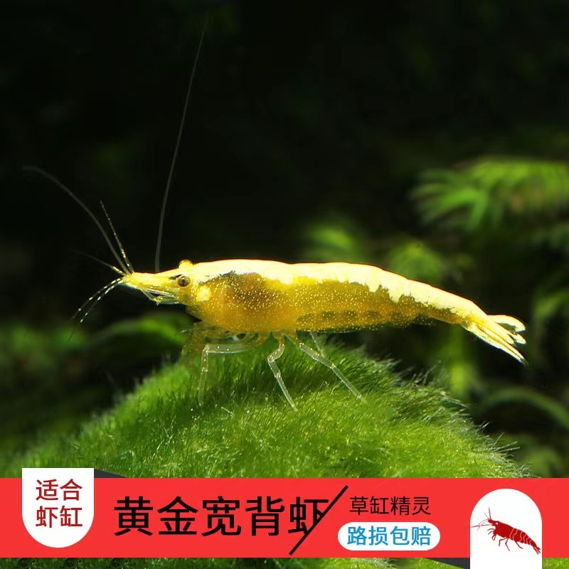 活体鱼缸虾观赏虾黄金宽背米虾