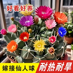 绯花玉组合仙人球室内办公室电脑桌面绿植多肉植物盆栽开花防辐射