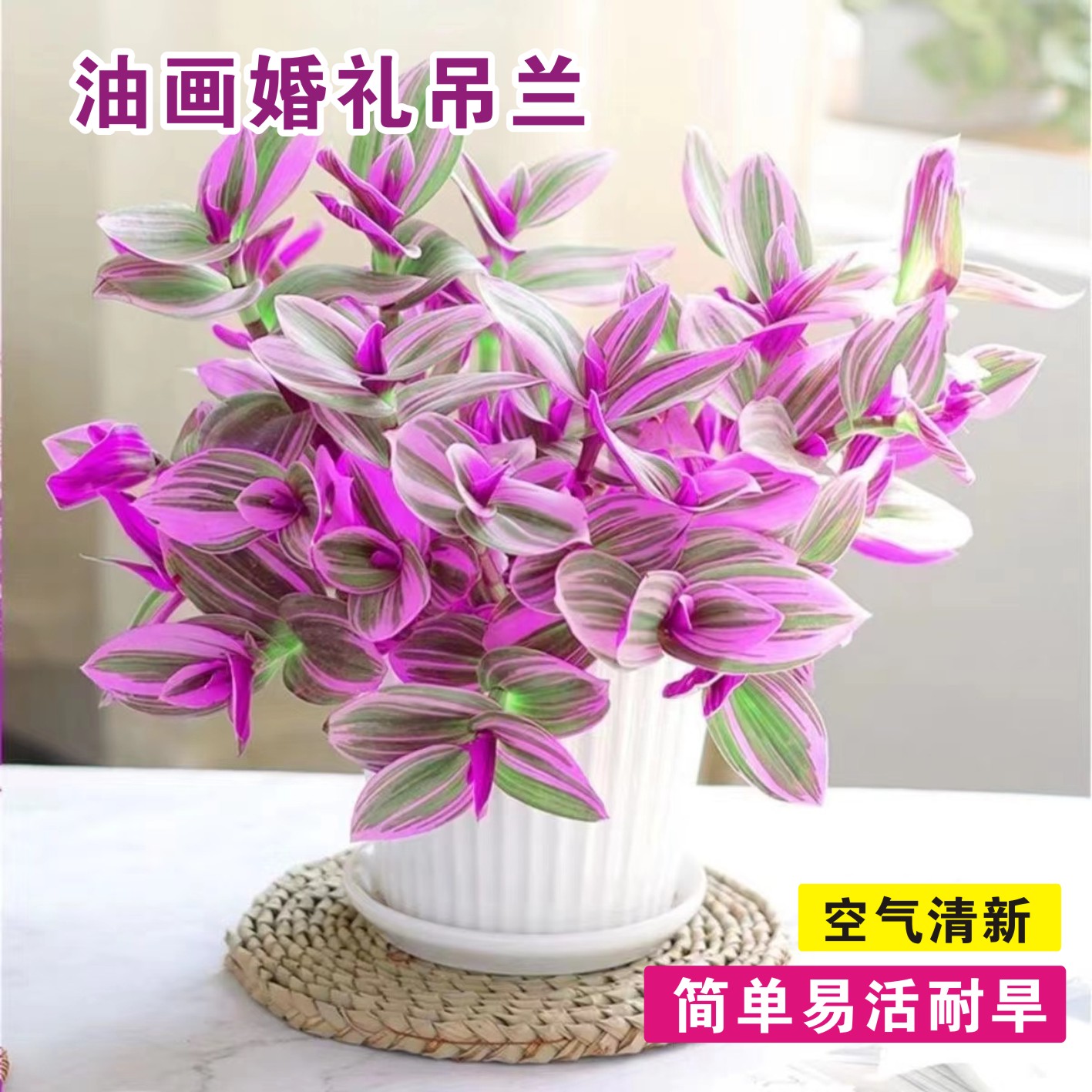 油画婚礼三色懒人进口吊兰易爆盆好养活吸甲醛室内办公多肉植物