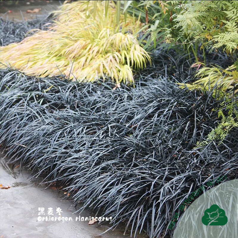 黑麦冬黑龙黑叶麦冬草沿阶草书带草多年生草本地被植物耐旱耐寒