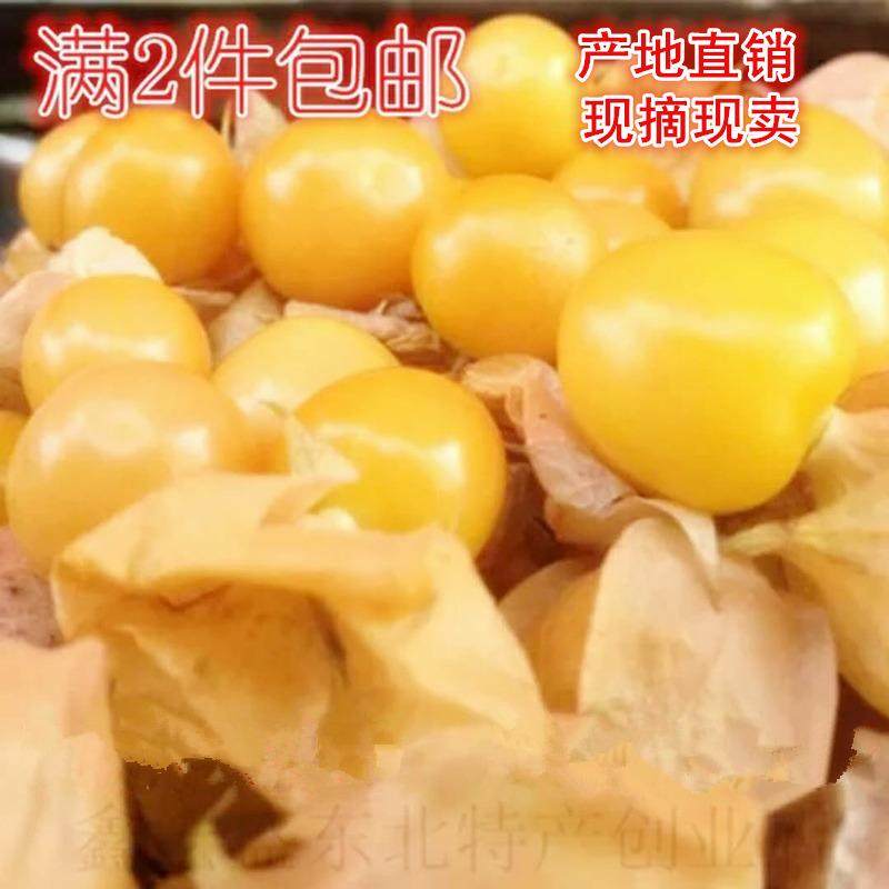 现货东北甜菇娘果水果新鲜黄姑娘果灯笼果黄菇茑包邮菇鸟多仓发货