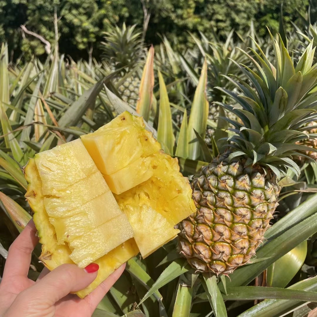 海南正宗树上熟金钻凤梨17号香水菠萝孕妇水果2-3个5斤整箱包邮图片