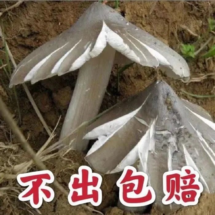 人工种植鸡枞菌优质蘑菇菌包三塔菇伞把菇鸡肉菌室内室外庭院野外