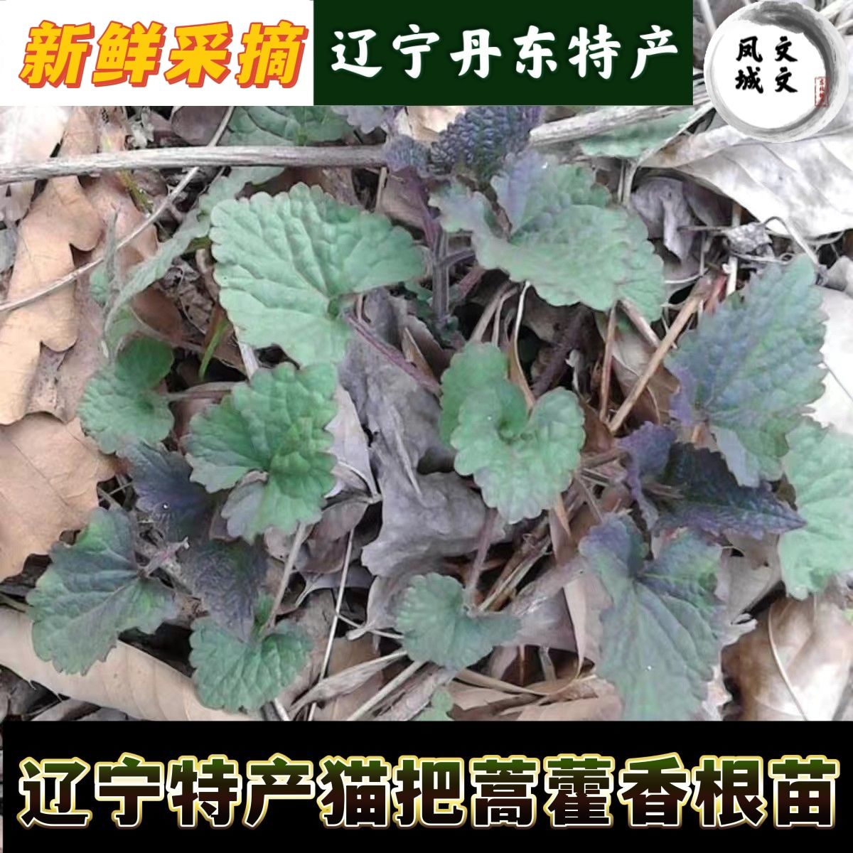 辽宁特产猫把蒿山野菜藿香苗野生猫把蒿根苗新鲜挖根发货新鲜采摘