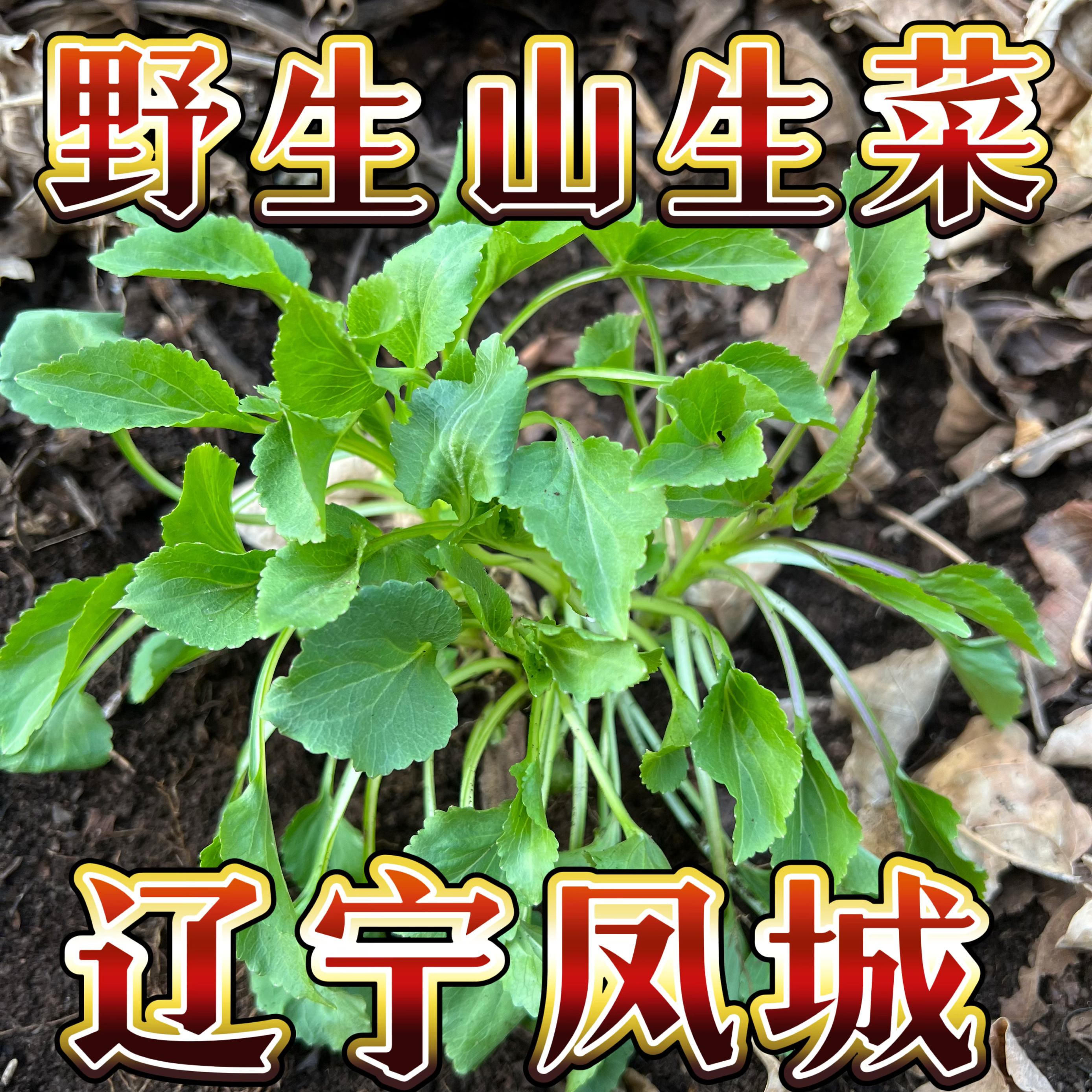 东北山野菜新鲜野生山野菜野生菜绿色当季山生菜蘸酱菜顺丰包邮