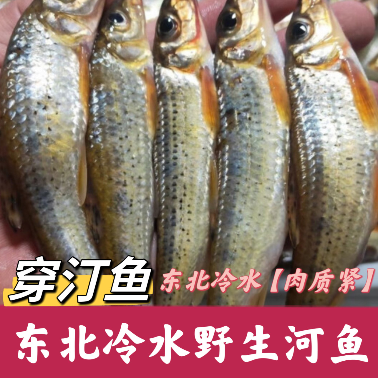 东北冷水穿汀鱼船汀鱼小杂鱼小河鱼新鲜小鱼淡水鱼开河鱼现杀包邮