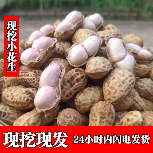 2026四川新鲜湿花生现挖小花生