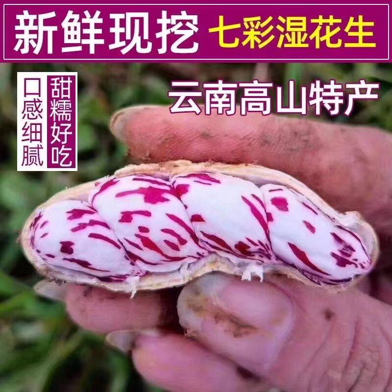 2026年新鲜现挖七彩湿花生当季现发水果花生嫩花生牛奶花生黑花生