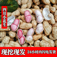 25年四川新鲜湿花生现挖现发泥花生带壳生花生农家粉皮红皮小花生