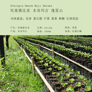 埃塞俄比本奇玛吉亚瑰夏山 红酒日晒 精品手冲咖啡豆浅度下单烘焙