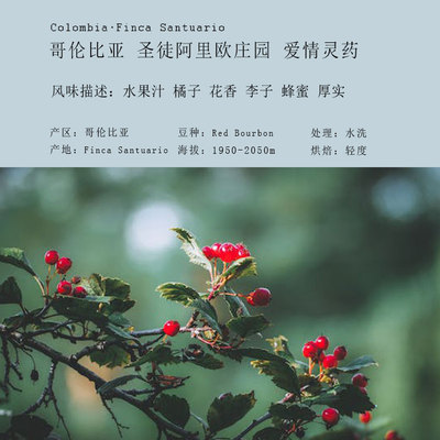 哥伦比亚圣徒阿里欧庄园爱情灵药单品手冲咖啡豆红波旁水洗处理
