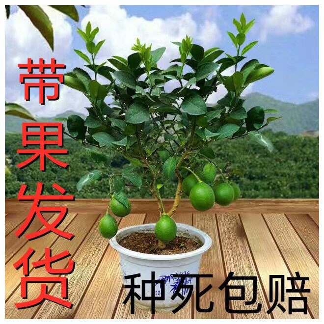 香水柠檬树盆栽带果室内阳台花卉植物四季常青老桩好养易活绿植树属于什么档次？