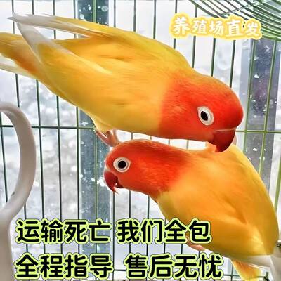 黄金丝牡丹鹦鹉爱情鸟学技能鹦鹉亲人宠物活体学或是红嘴红头繁殖
