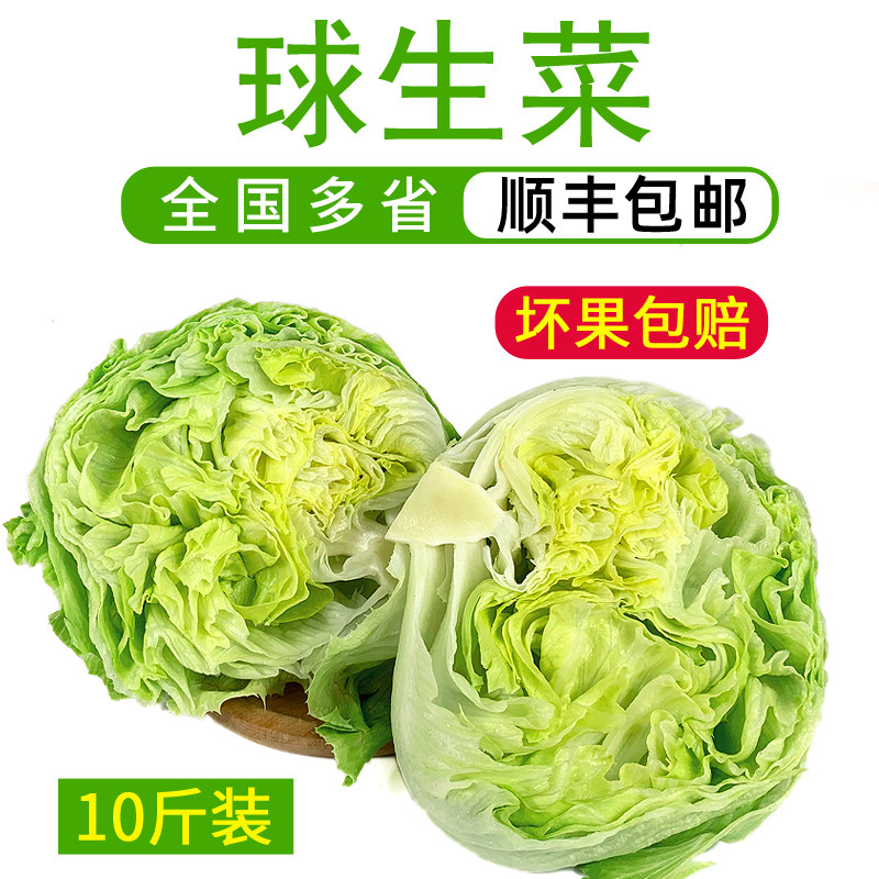 球生菜10斤装 结球形圆型西生其它