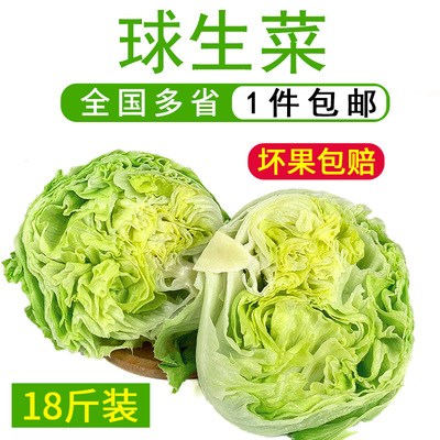 球生菜18斤装 包邮 汉堡用西餐新鲜蔬菜沙拉食材结球形圆型西生菜