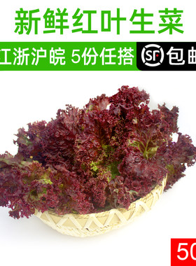 罗莎红500g 新鲜蔬菜沙拉食材紫叶 红叶生菜 罗沙红 西餐配菜