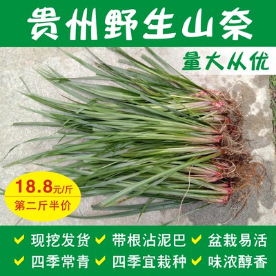贵州特产新鲜现挖山奈苗盆栽带根种植五香草鸡香草牛羊肉香料食材