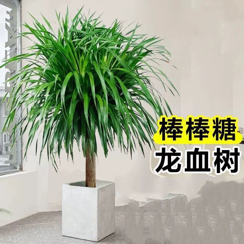 龙须树龙须铁龙血树多头花卉盆栽室内客厅大型绿植花卉美化空气