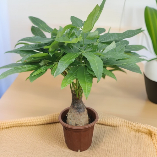 花坊盆栽客厅云南昆明发货绿植