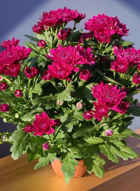 荷兰菊盆栽紫红色帝王水晶菊花带花原盆原土昆明斗南包邮土豆花坊