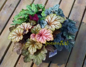 土豆花坊彩色矾根绿植盆栽两盆包邮原盆原土发货庭院楼顶阳台净化