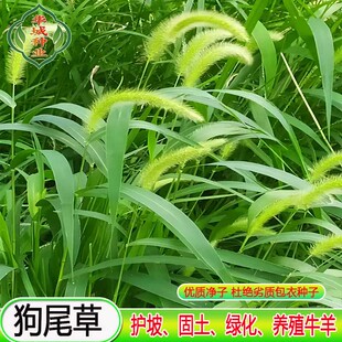 狗尾草种子护坡固土草籽四季青矮生草坪草籽耐旱斜坡庭院绿化草籽