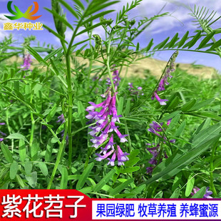 毛苕子绿肥种子红花苕子种果园长柔毛野豌豆耐贫瘠紫花苕蜜源牧草
