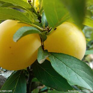 杏脯独立包装杏肉山西特产阳高农家杏干国珍杏子干办公室零食包邮