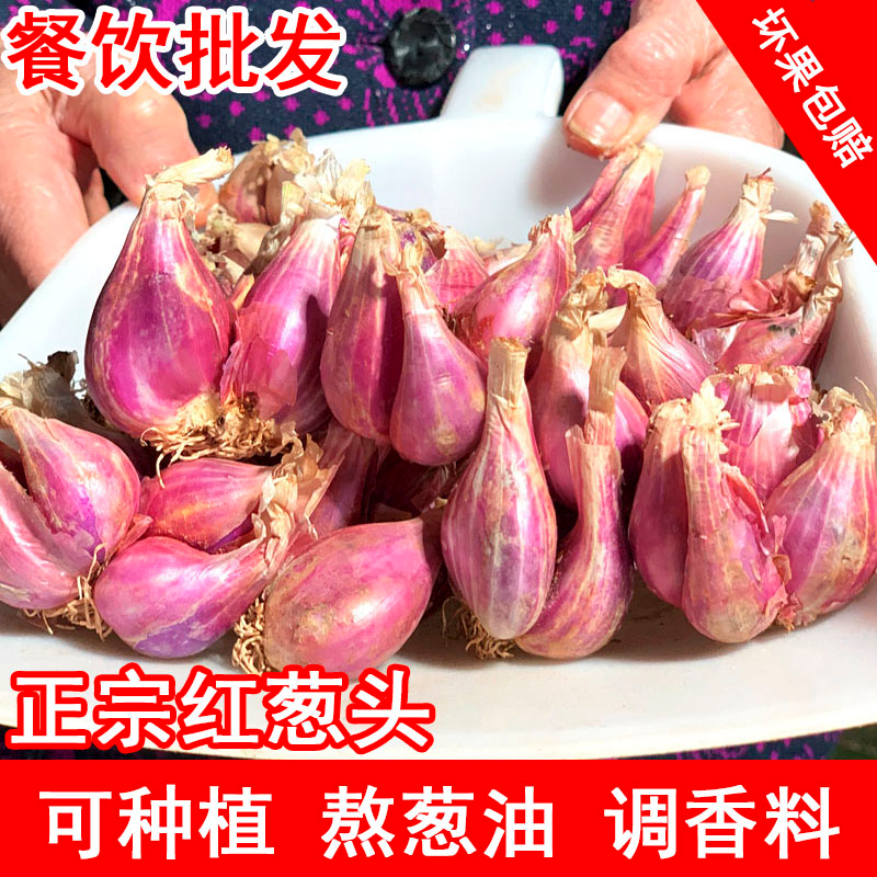 广东正宗红葱头红皮干香葱头种子食用香料新鲜农家红葱头葱酥肉圆