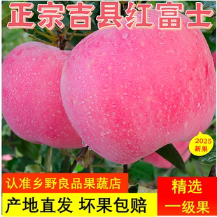 山西特产吉县红富士苹果正宗当季 新鲜水果非冰糖心礼盒批发一级果