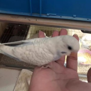 手养国血金彩虎皮鹦鹉亲人粘人双金特色大头会学说话鹦鹉宠物鸟