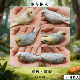 单金 双金大头 金彩 高纯稀有