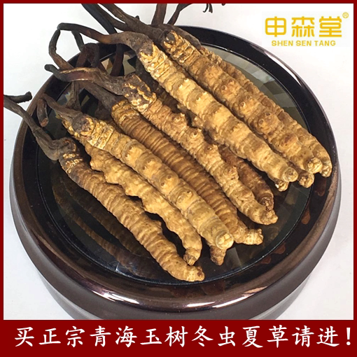 2023青海玉树冬虫夏草正品那曲虫草5-6根/克冬虫草礼盒包邮