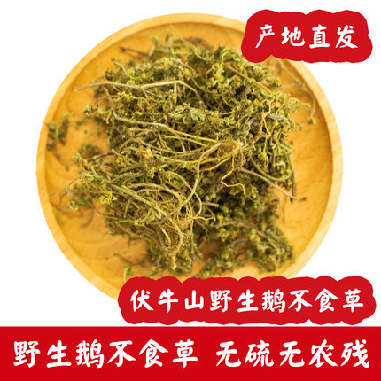 鹅不食草中药材鹅不吃草新鲜干草粉末非野生鹅不食饿不食草正品