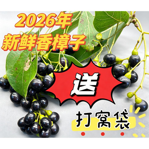 新鲜现摘樟树籽香樟子