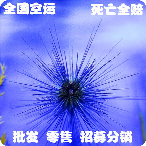 海水团 魔鬼海胆-海水鱼/观赏鱼/活体/珊瑚水族/包赔