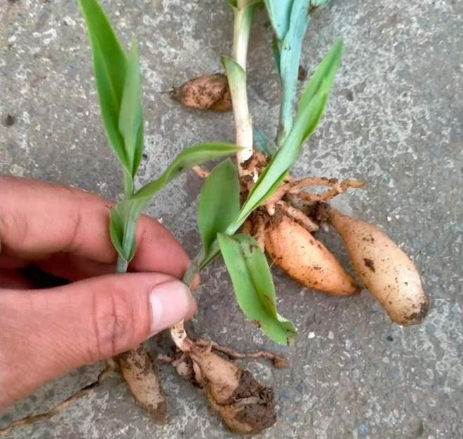 贵州省野生双肾草鲜货包邮中草药材双肾参干货 玉凤花双肾子