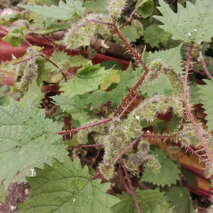 贵州草药新鲜红活麻根500克农产品野 红火麻纯根可栽活的红禾麻