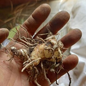 贵州新鲜紫花三叉白芨 农产品小白及新鲜白给地螺丝羊角七1斤