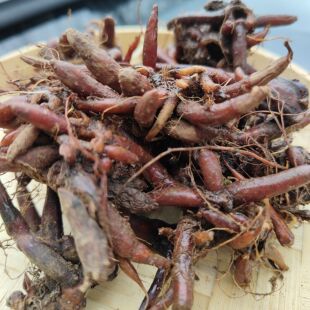 贵州新鲜红活麻根中药材红线麻红禾麻草药红霍麻根小红火麻500克