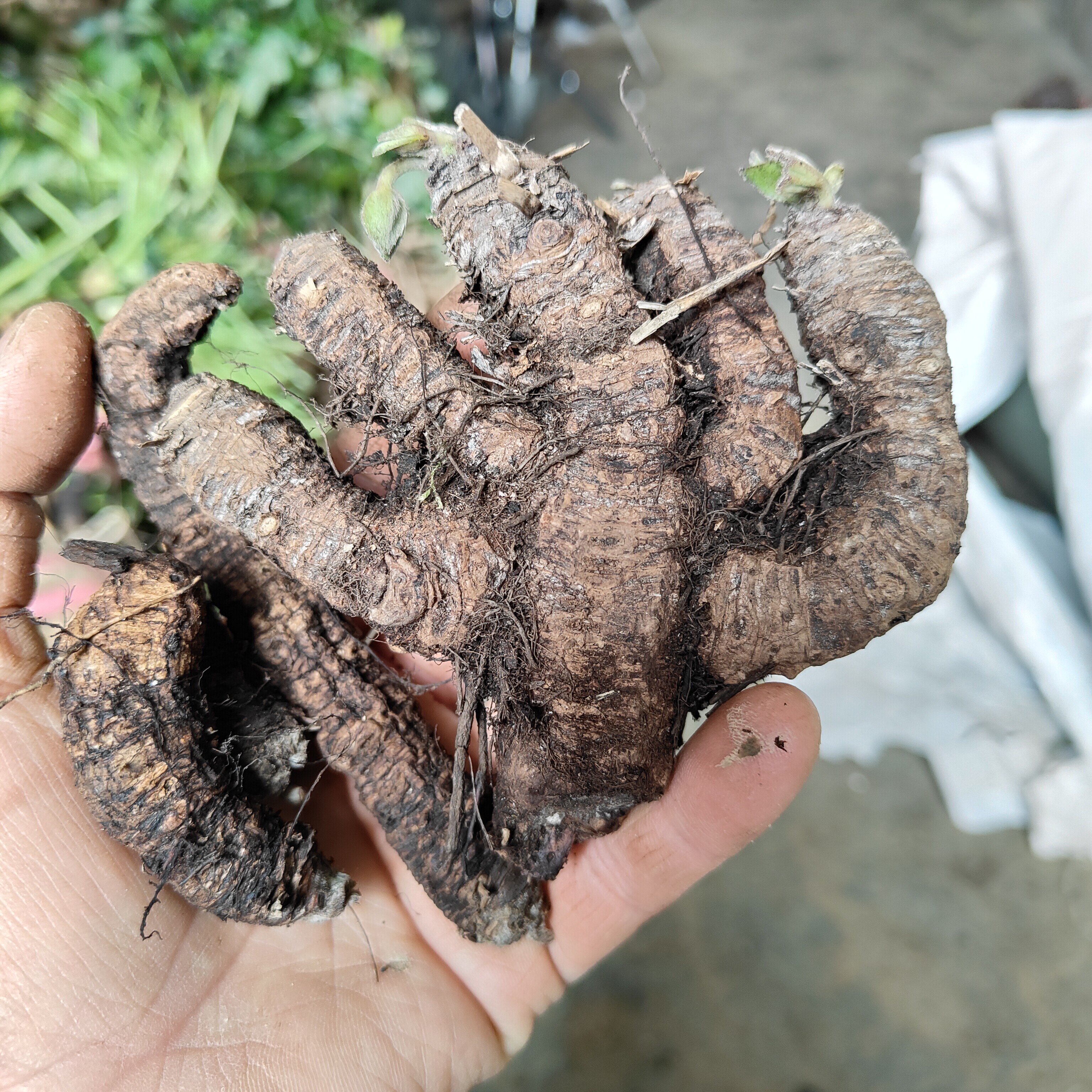 贵州岩白菜岩壁岩七耳朵新鲜中药材蚂蝗500包邮中草药