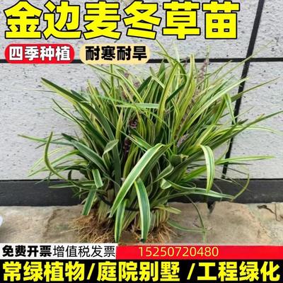 金边麦冬草苗别墅庭院草坪绿化地