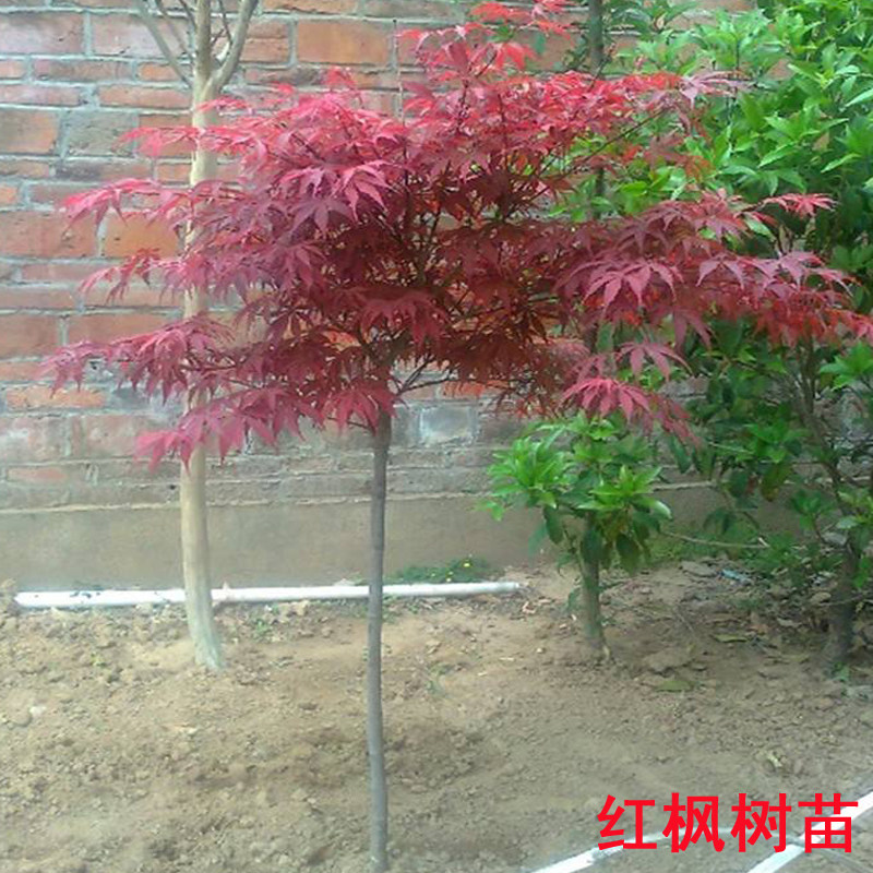 庭院盆栽花卉绿化苗木美国红枫树苗阳台中国红枫红枫小苗日本红枫图片